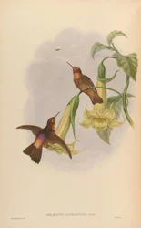 Aglaeactis caumatonota = Aglaeactis cupripennis caumatonotus